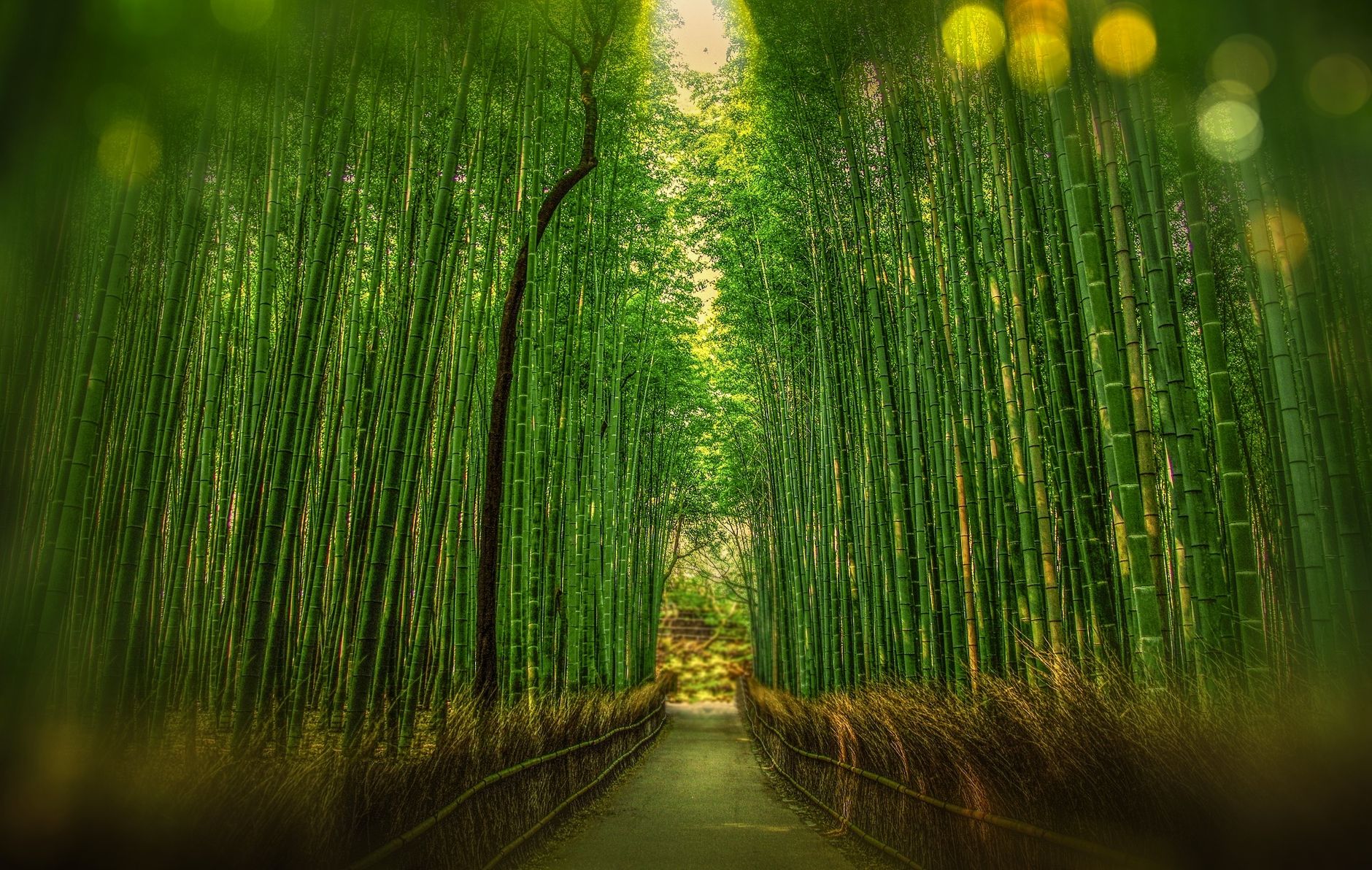 Traditional Kyoto moss garden and wooden architecture