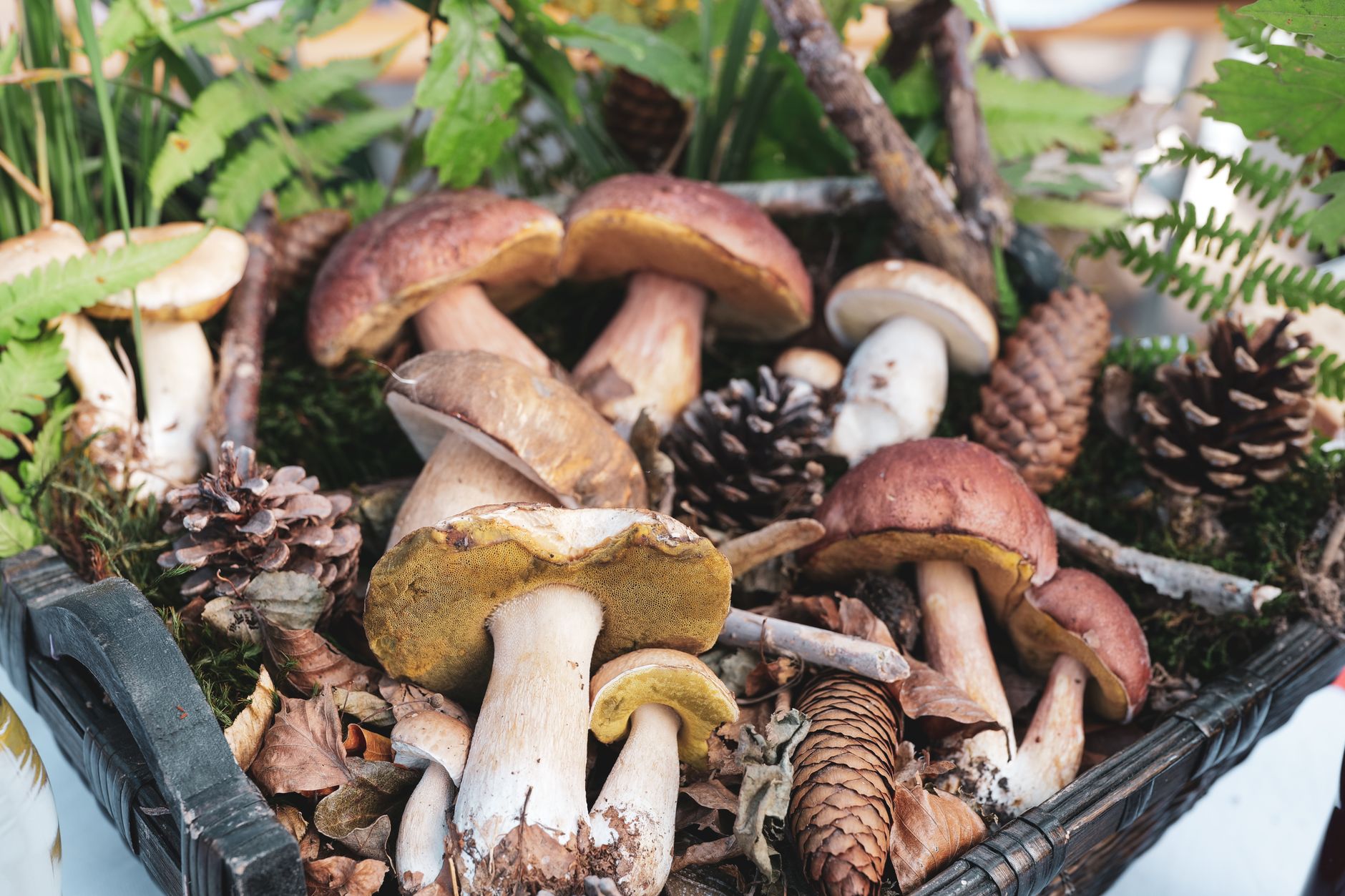 Culinary foraging in wild forest